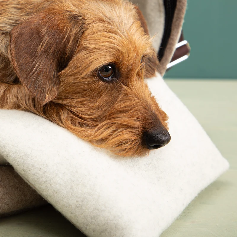 Kuschelkissen für die Hundetasche | Flauschloden & Wollfüllung