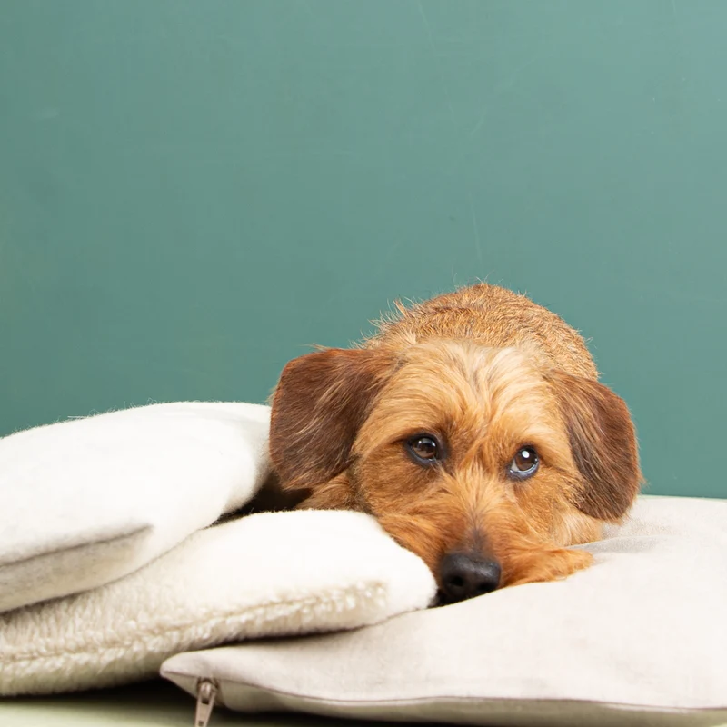 Kuschelkissen für die Hundetasche | Flauschloden & Wollfüllung