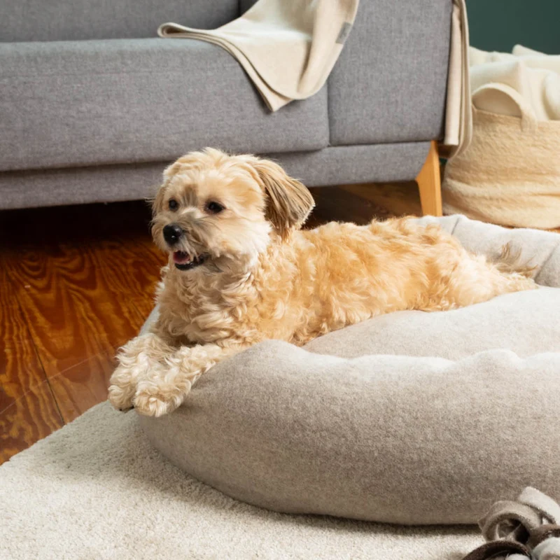 Premium Hundedonut | mongolische Merinowolle | Naturfüllungen