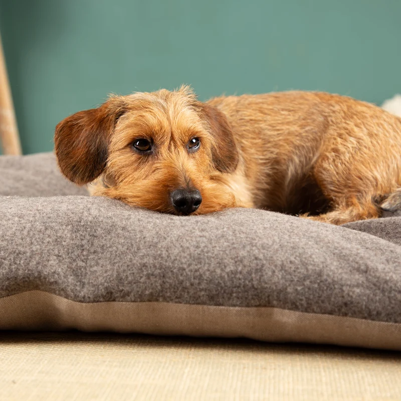 Ersatzbezug Hundekissen | Loden & Bioleinen | ohne Füllung