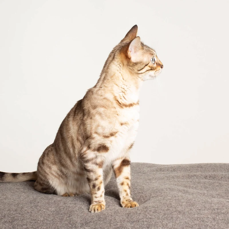 Katzenkissen aus Schurwolle & Bioleinen | Dinkelspelzfüllung