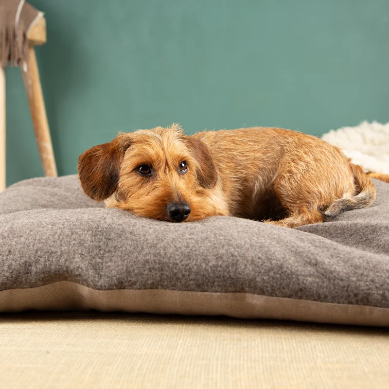 Hundekissen aus Schurwolle & Bioleinen | Dinkelspelzfüllung