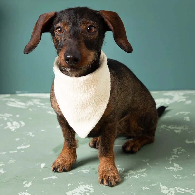 Hundehalstuch aus Wollplüsch & Feinloden | 100 % Wolle
