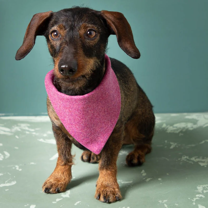Hundehalstuch aus Feinloden & Leinen | wendbar