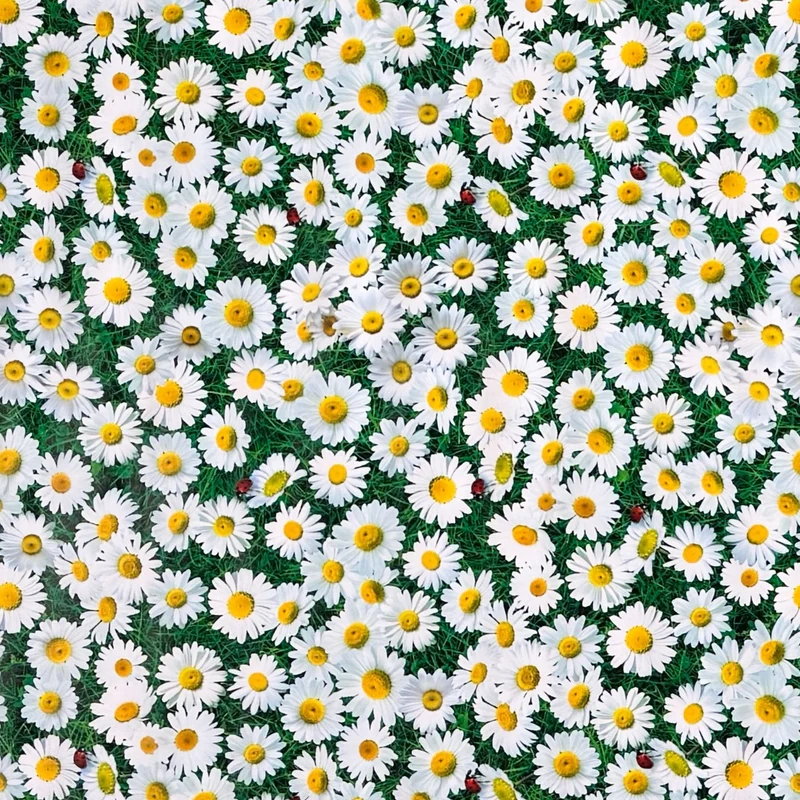 Wachstuch Tischdecke 01765-00 Gänseblümchen Sommerwiese Marienkäfer eckig rund oval