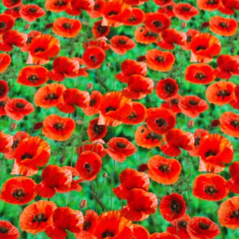 Cotton Poppy fabric Emerald Green & Red Floral printed dress poplin M1695