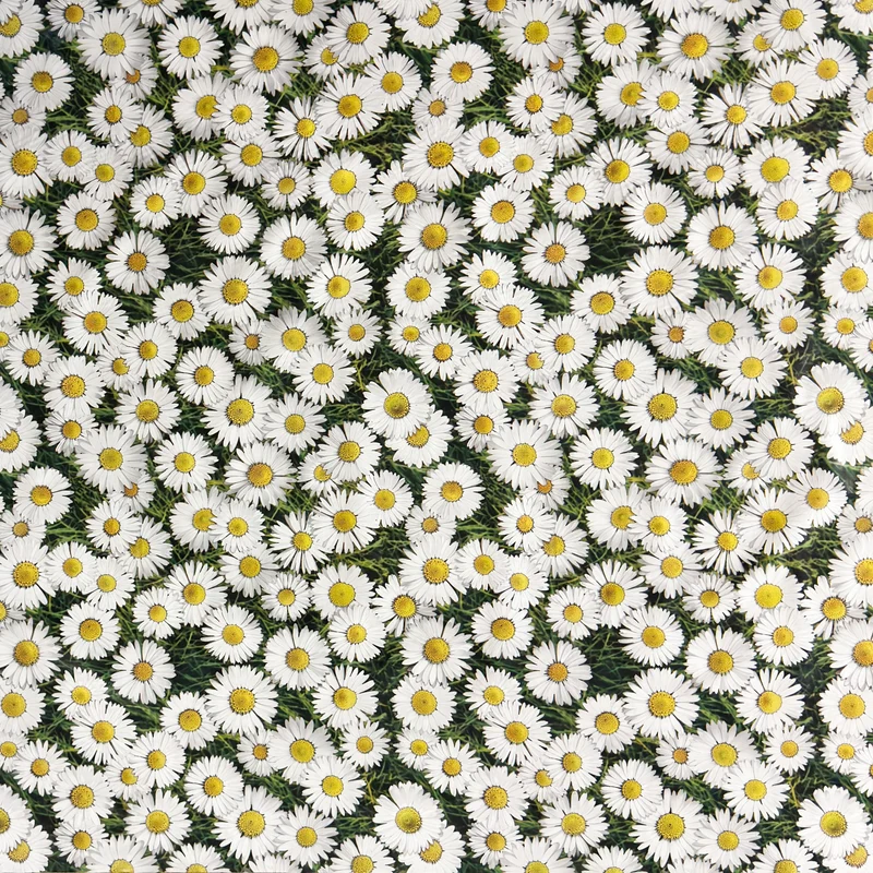 Wachstuch Tischdecke C147020 Margeriten Blumenwiese eckig rund oval